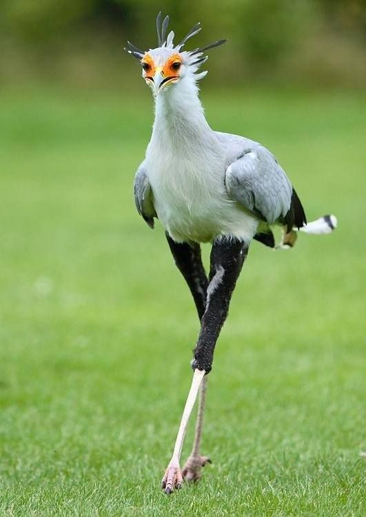 Bird in Habitat